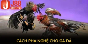 Cách pha nghệ cho gà đá